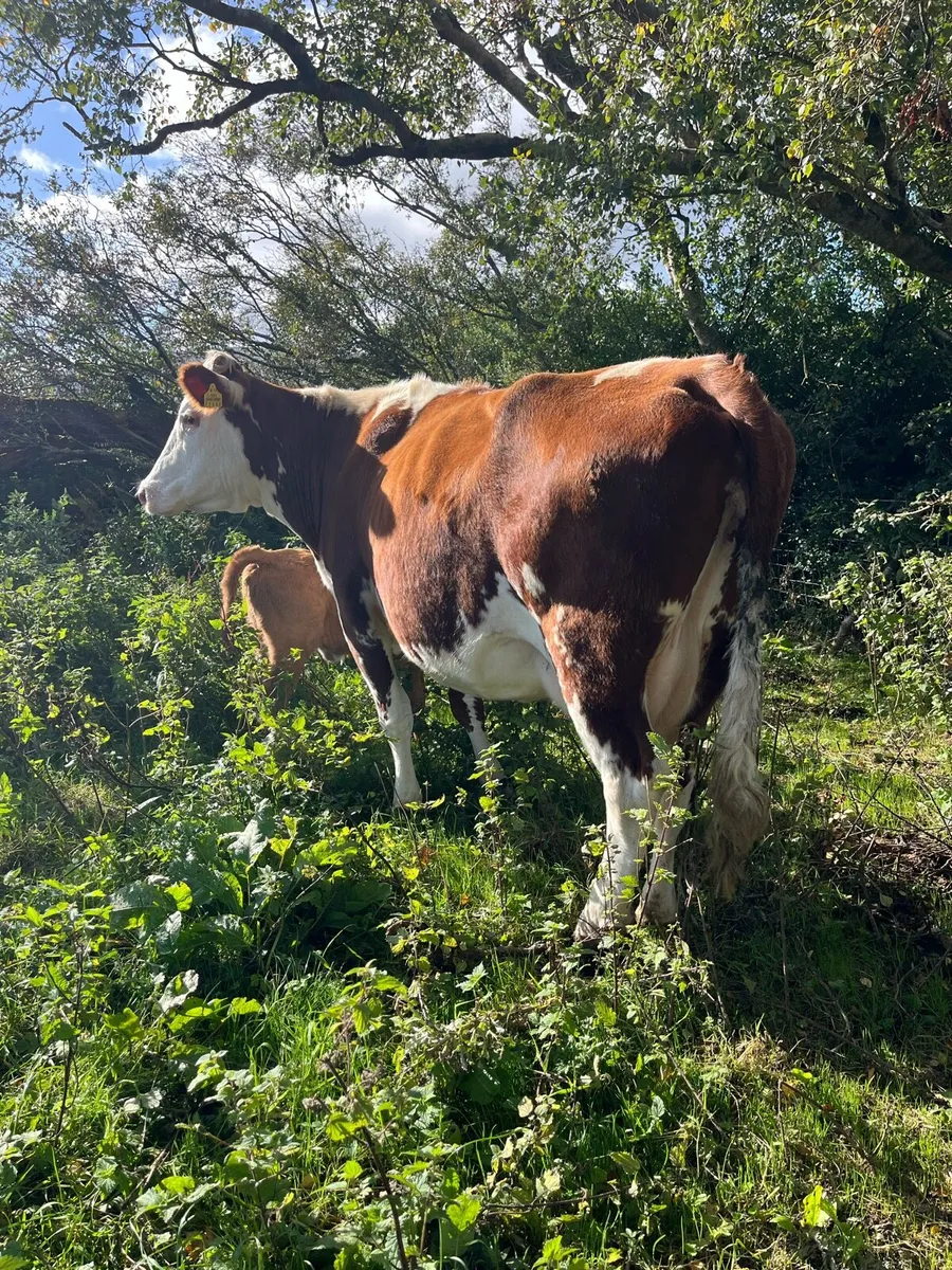 Cow and calf - Image 4