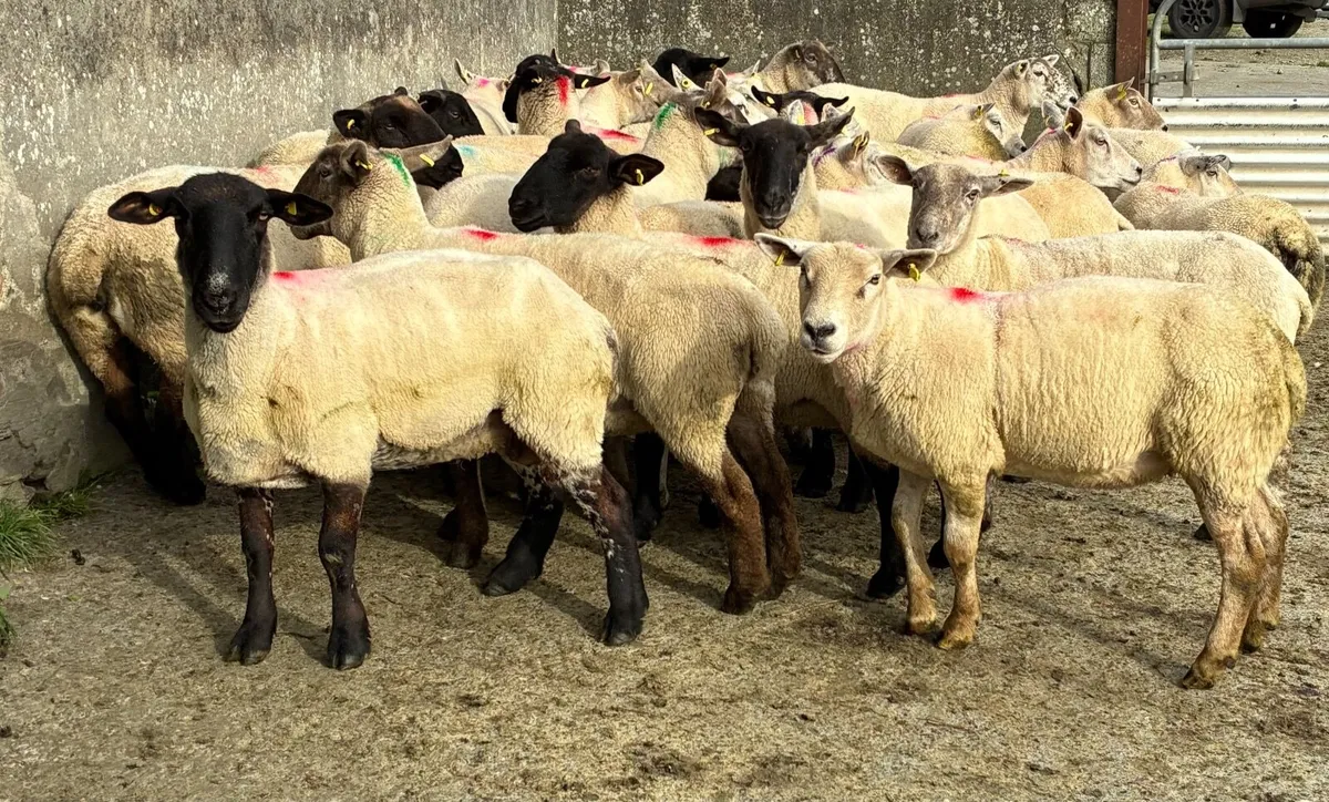 Breeding Ewes for sale in Milford Mart - Image 2