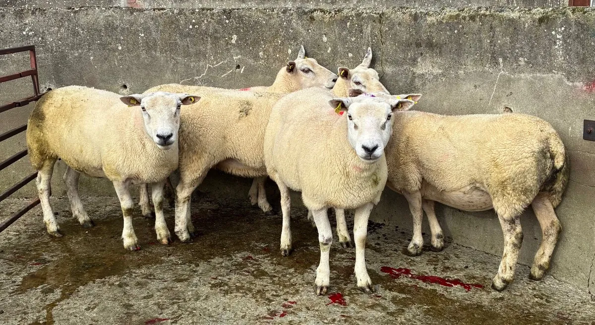 Breeding Ewes for sale in Milford Mart - Image 4