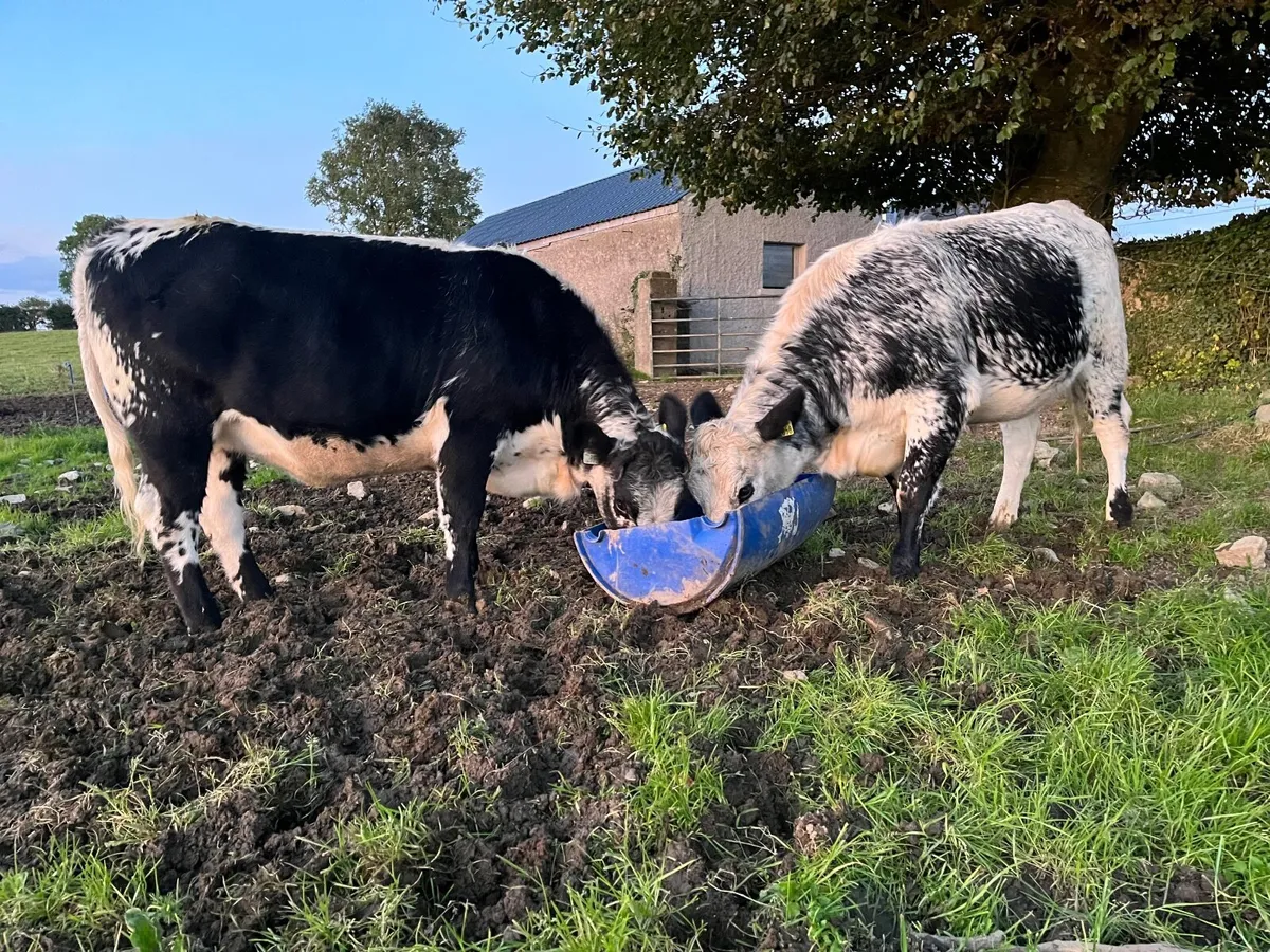 2 heifers for sale - Image 1