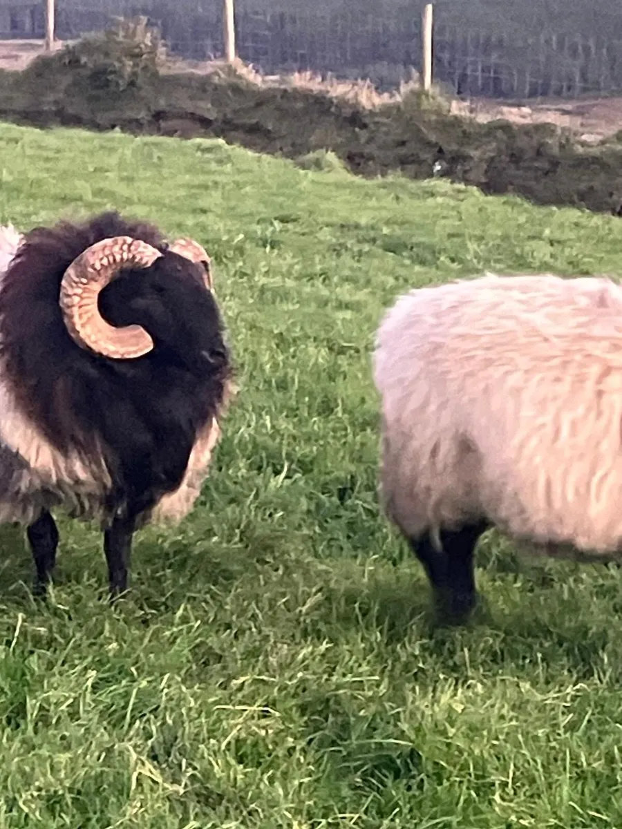 Aged rams - Image 3