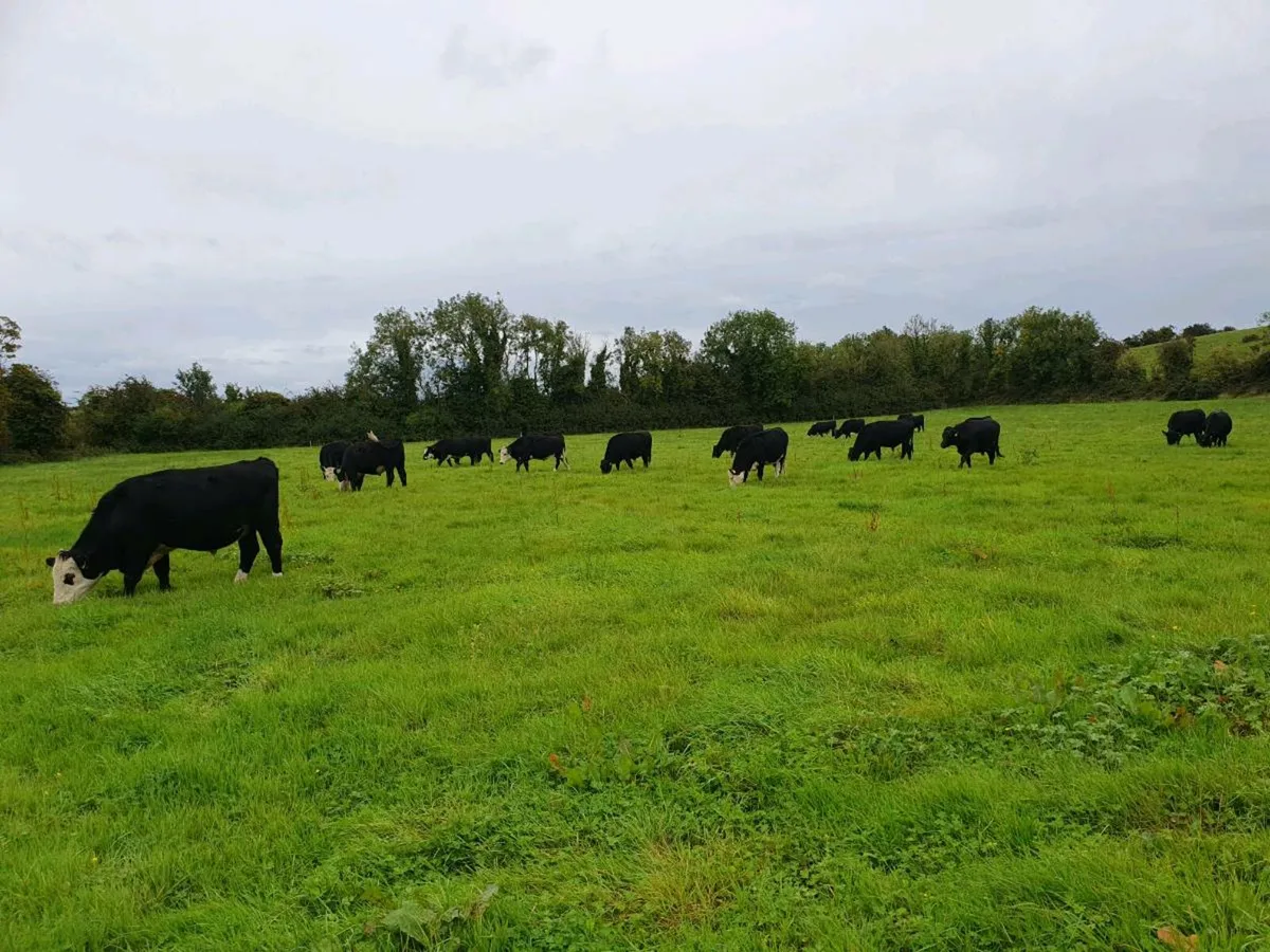 💢💢BULLOCK'S FOR SALE💢💢 - Image 1