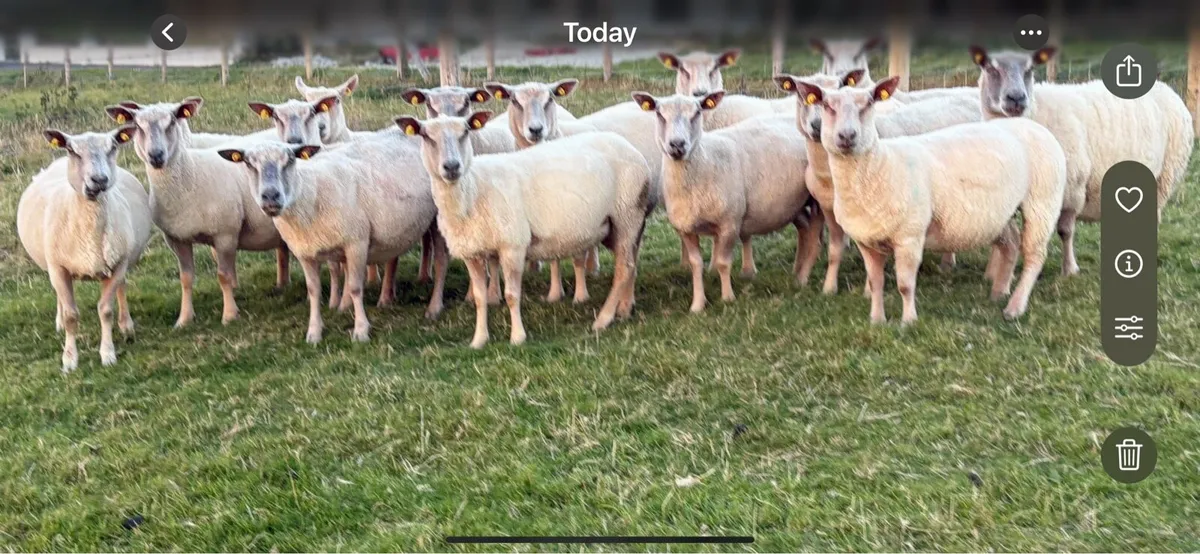 PB Charolais Ewes - Image 1