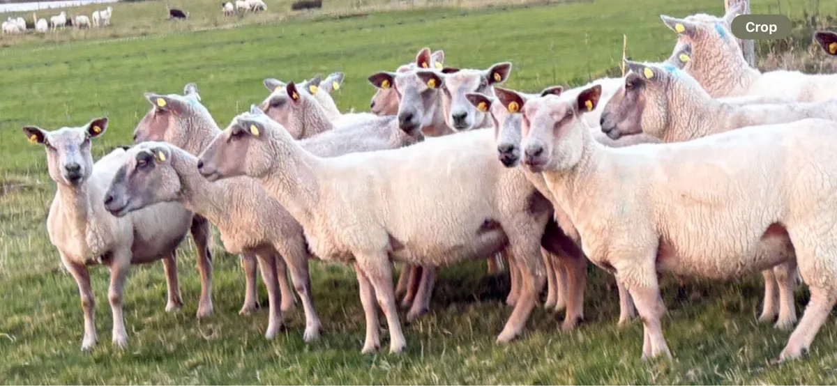 PB Charolais Ewes - Image 3