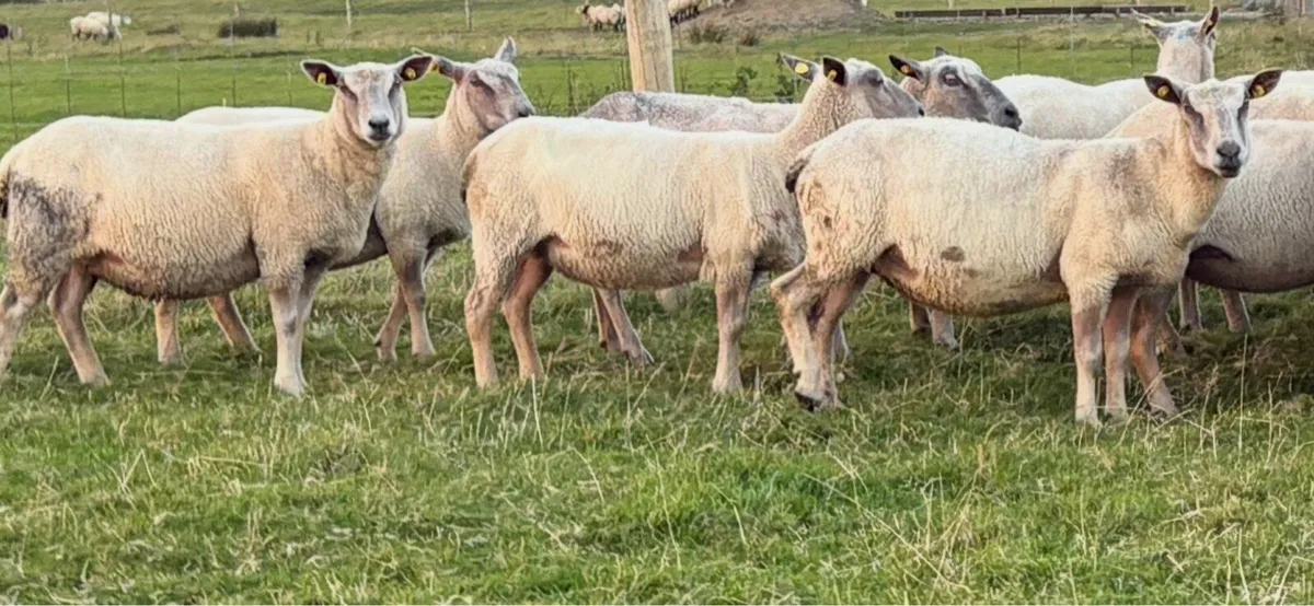 PB Charolais Ewes - Image 4