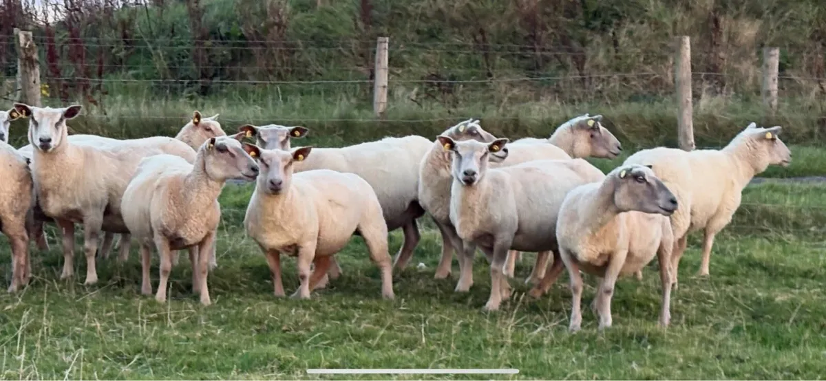 PB Charolais Ewes - Image 2