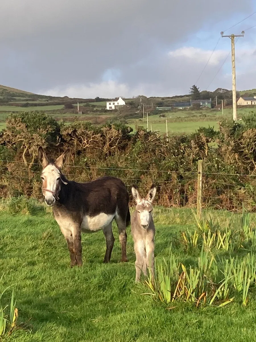 Donkey and Foal