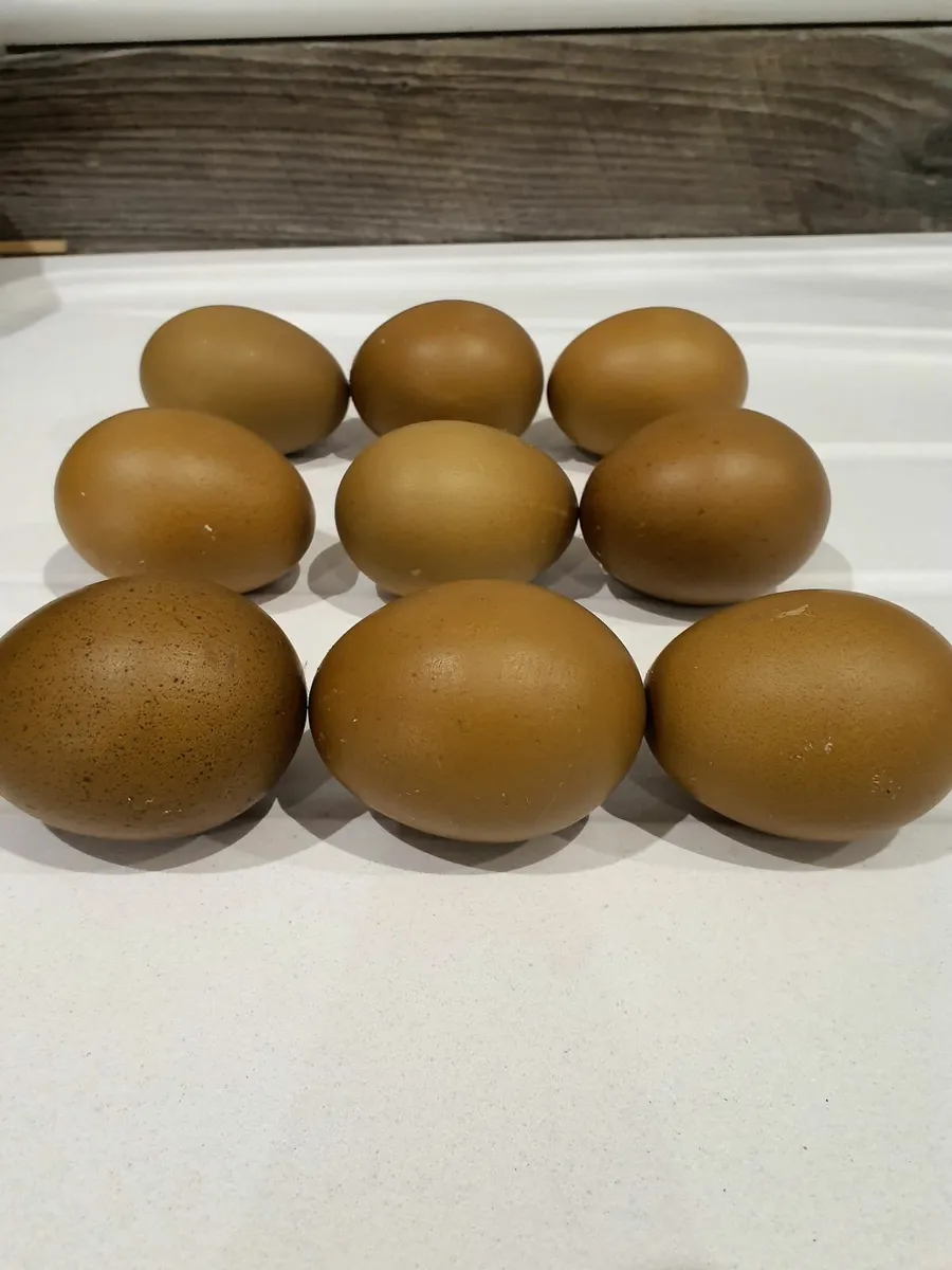 Olive egg layers - Image 1