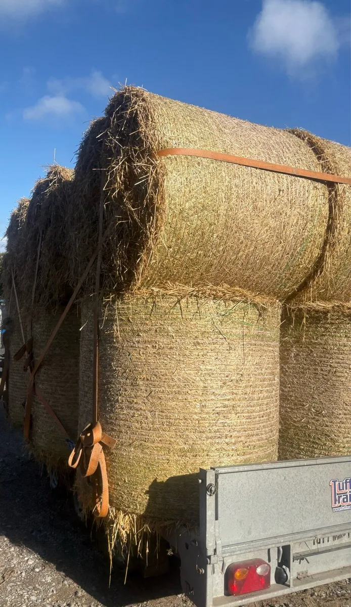 Barley straw - Image 1