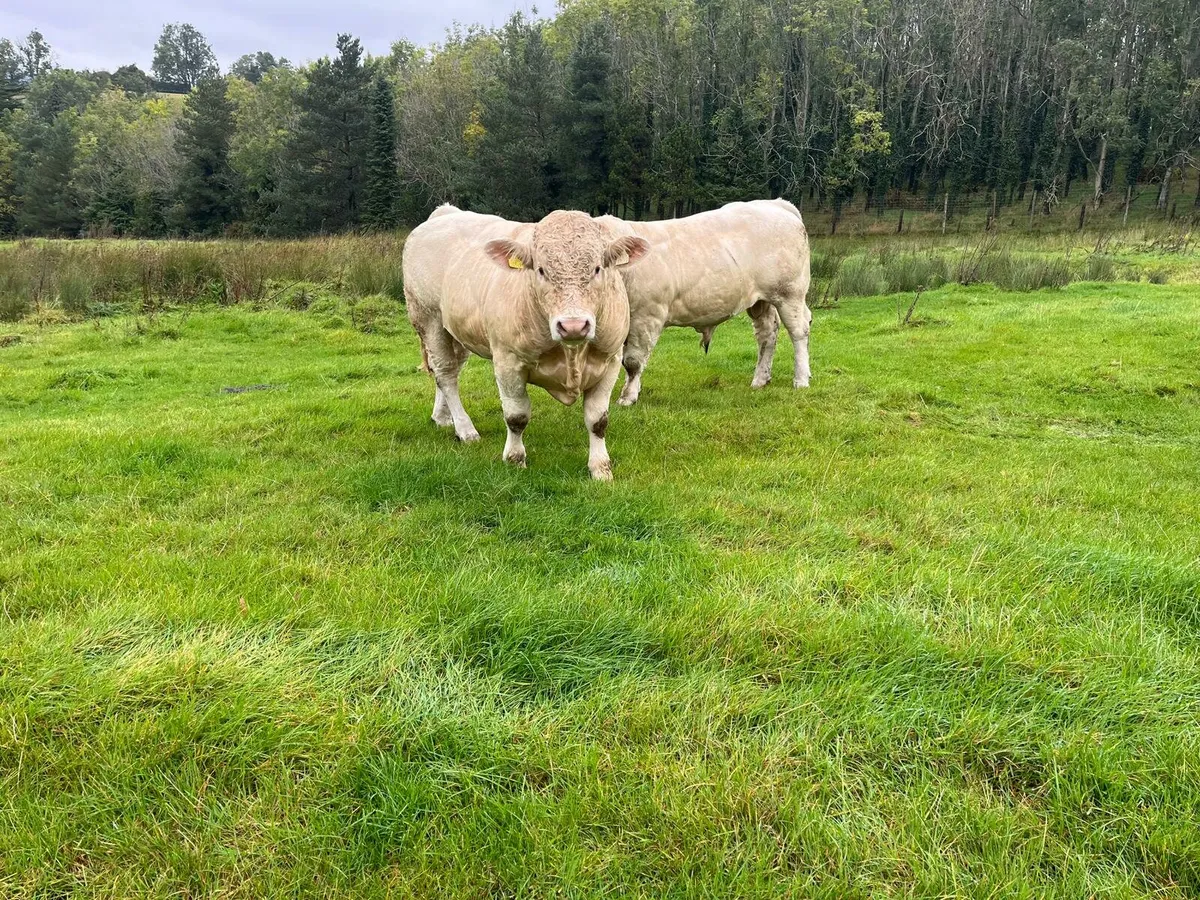 Purebred Charolais Bulls Enniscorthy Mart 23rd Sep - Image 1
