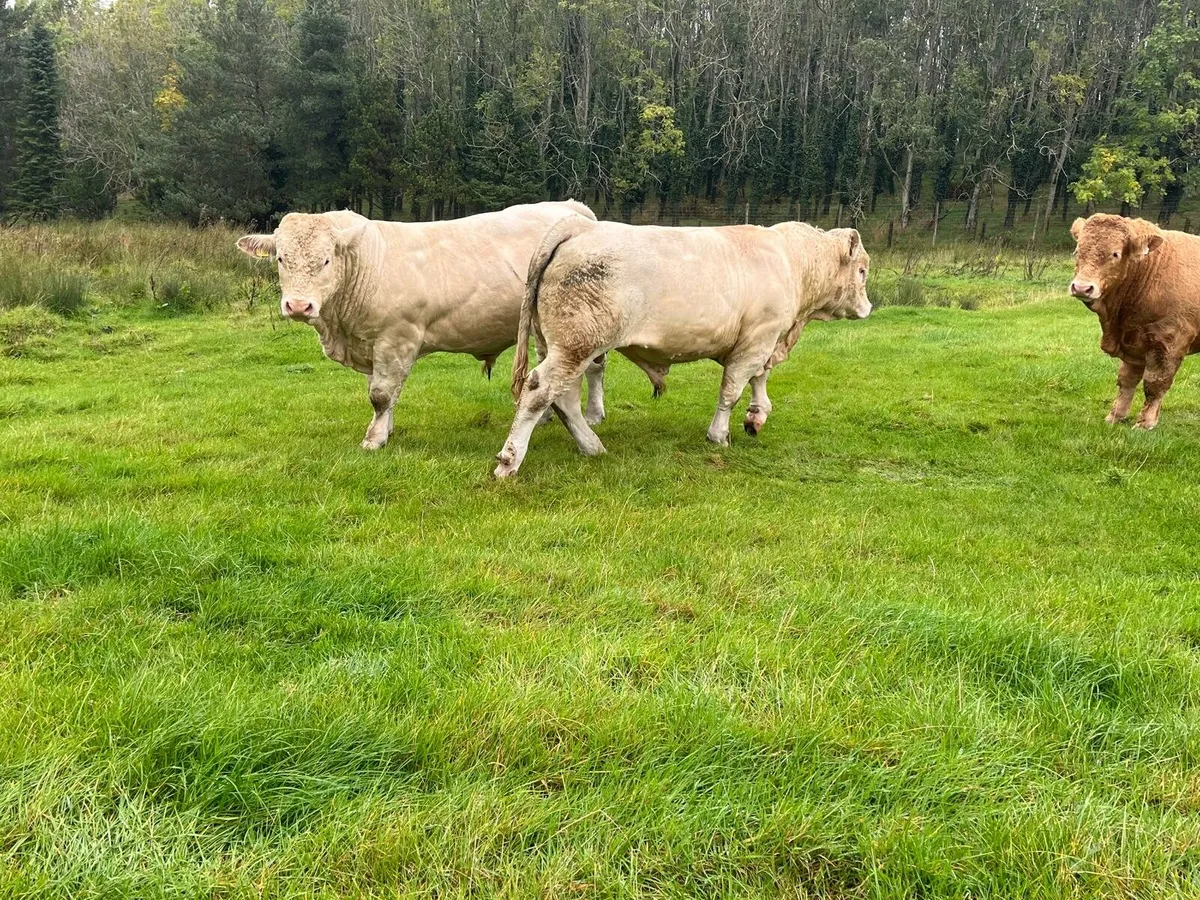 Purebred Charolais Bulls Enniscorthy Mart 23rd Sep - Image 2