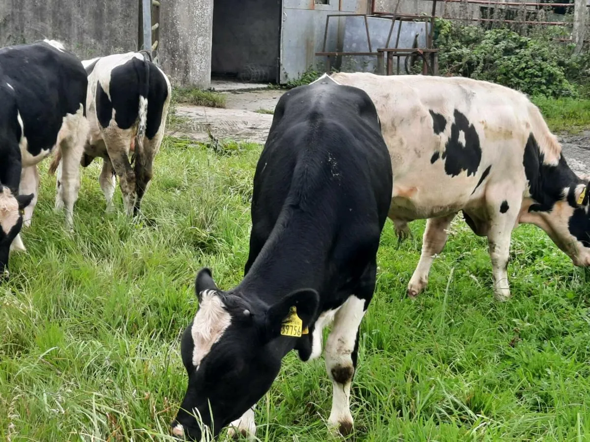 6 British frieisan bulls for sale - Image 2