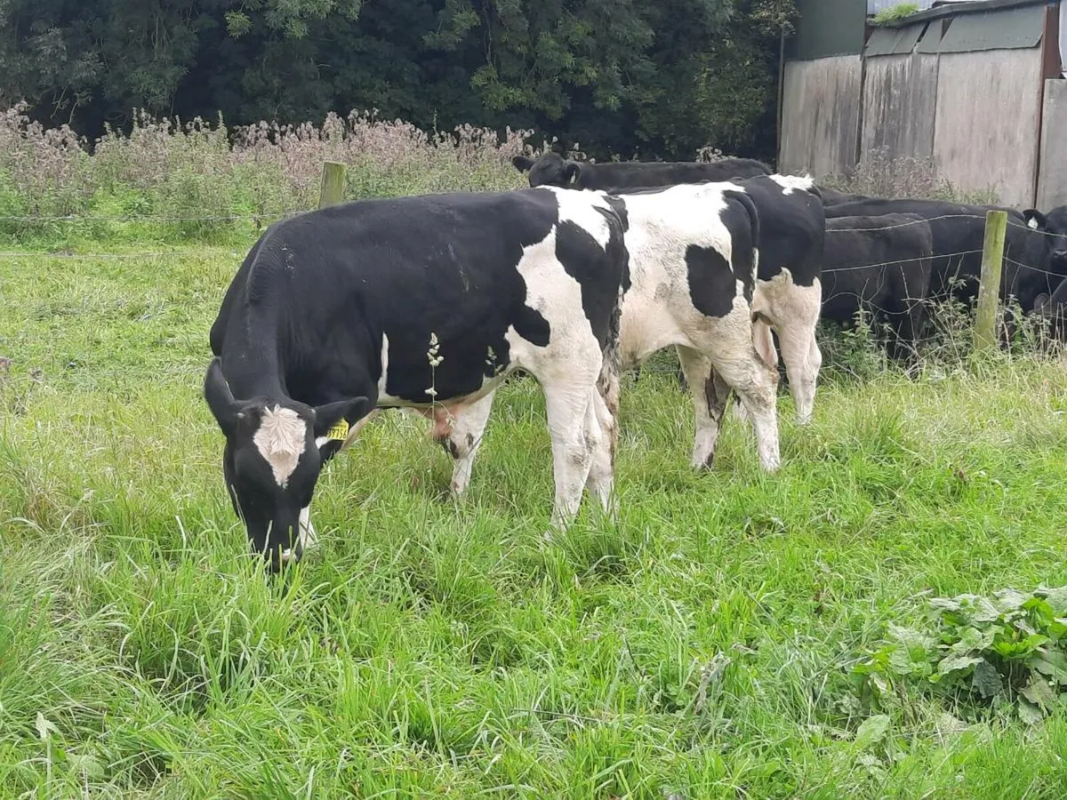 6 British frieisan bulls for sale - Image 1