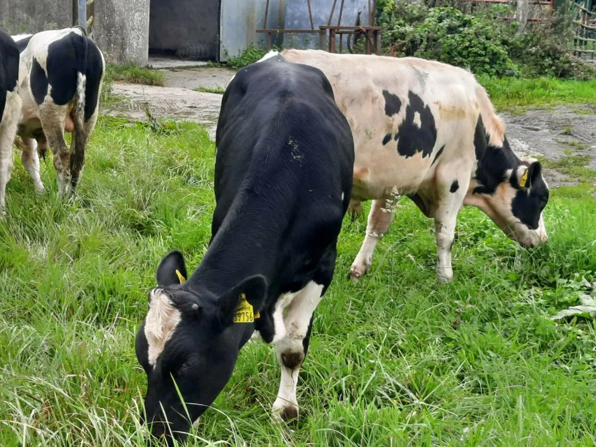 6 British frieisan bulls for sale - Image 3