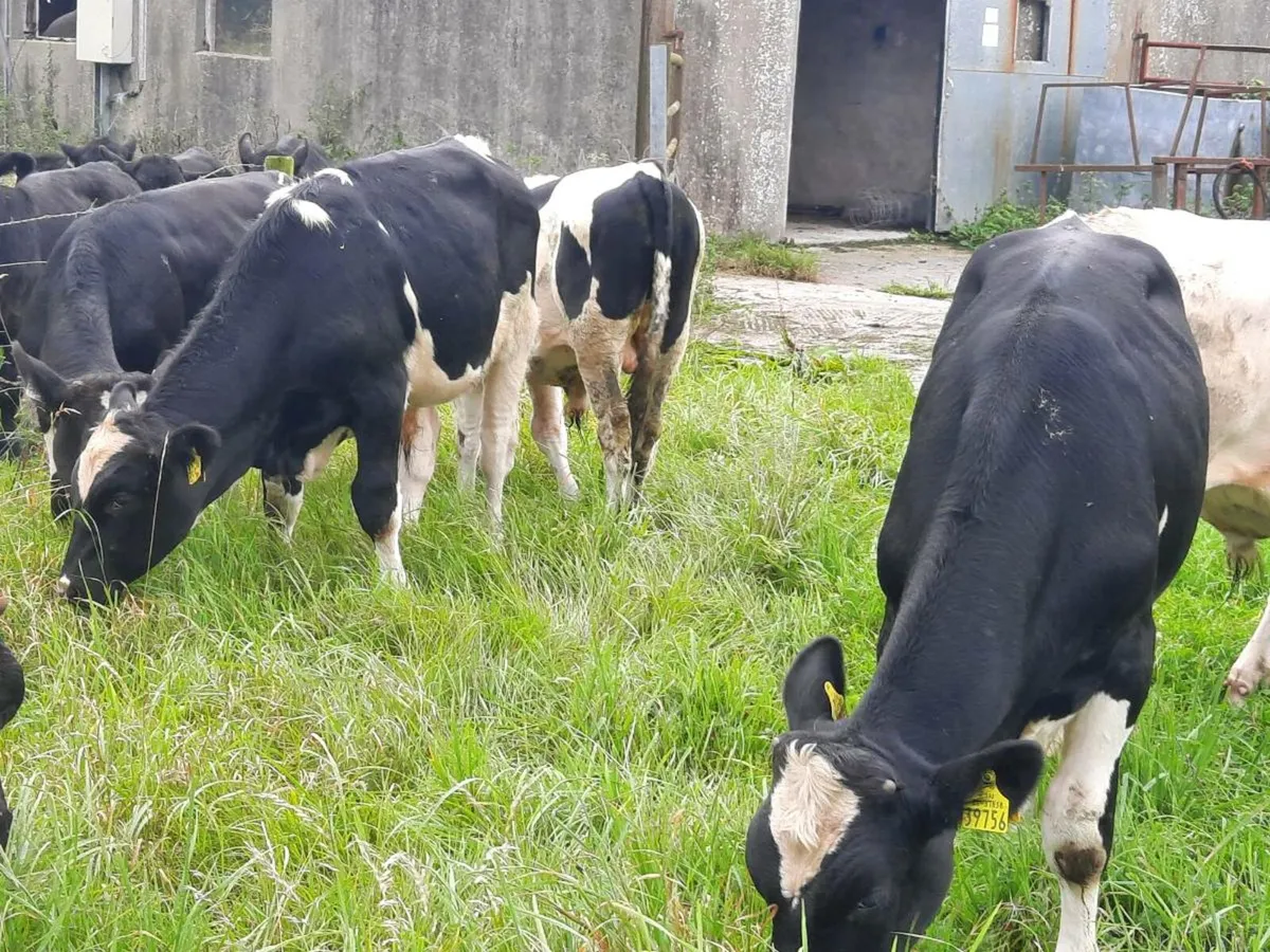 6 British frieisan bulls for sale - Image 4