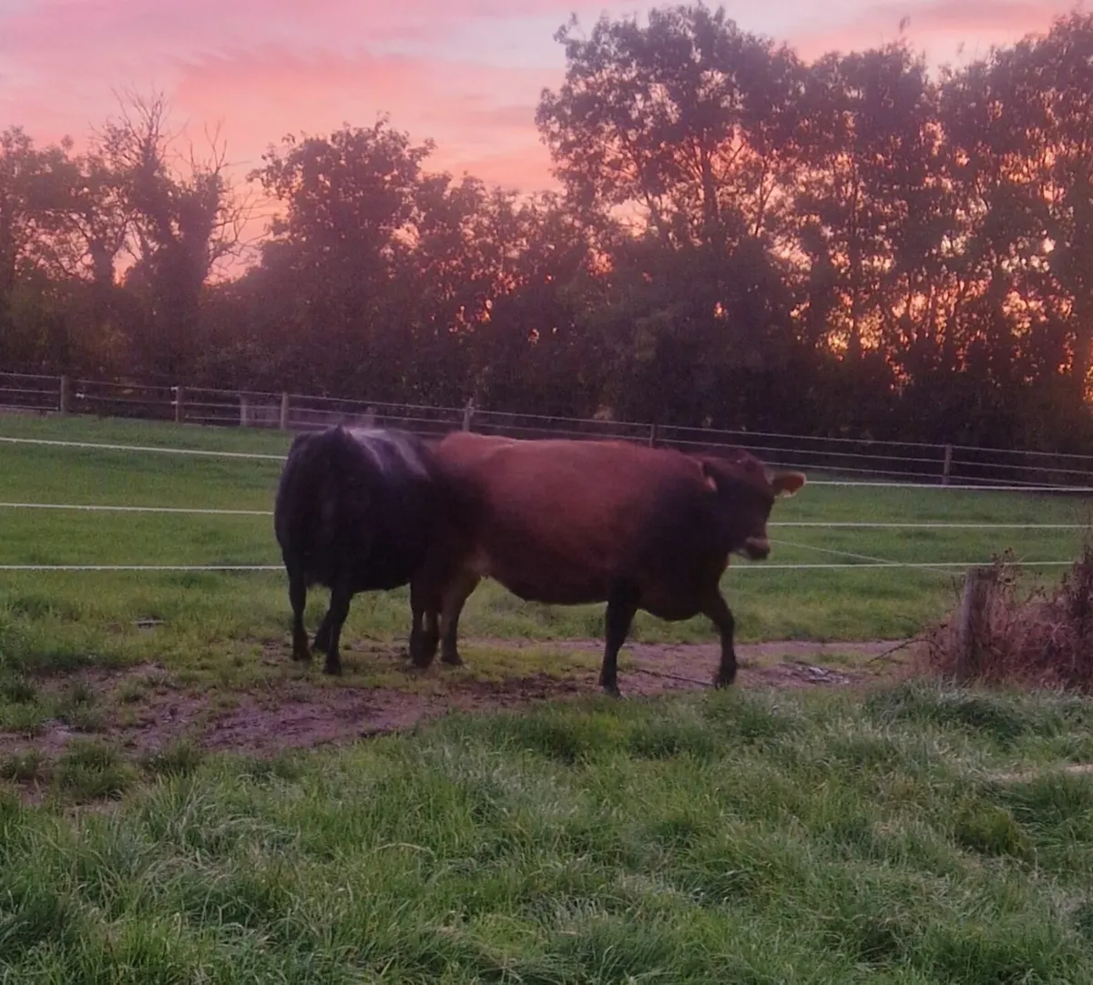 Milking cows - Image 1