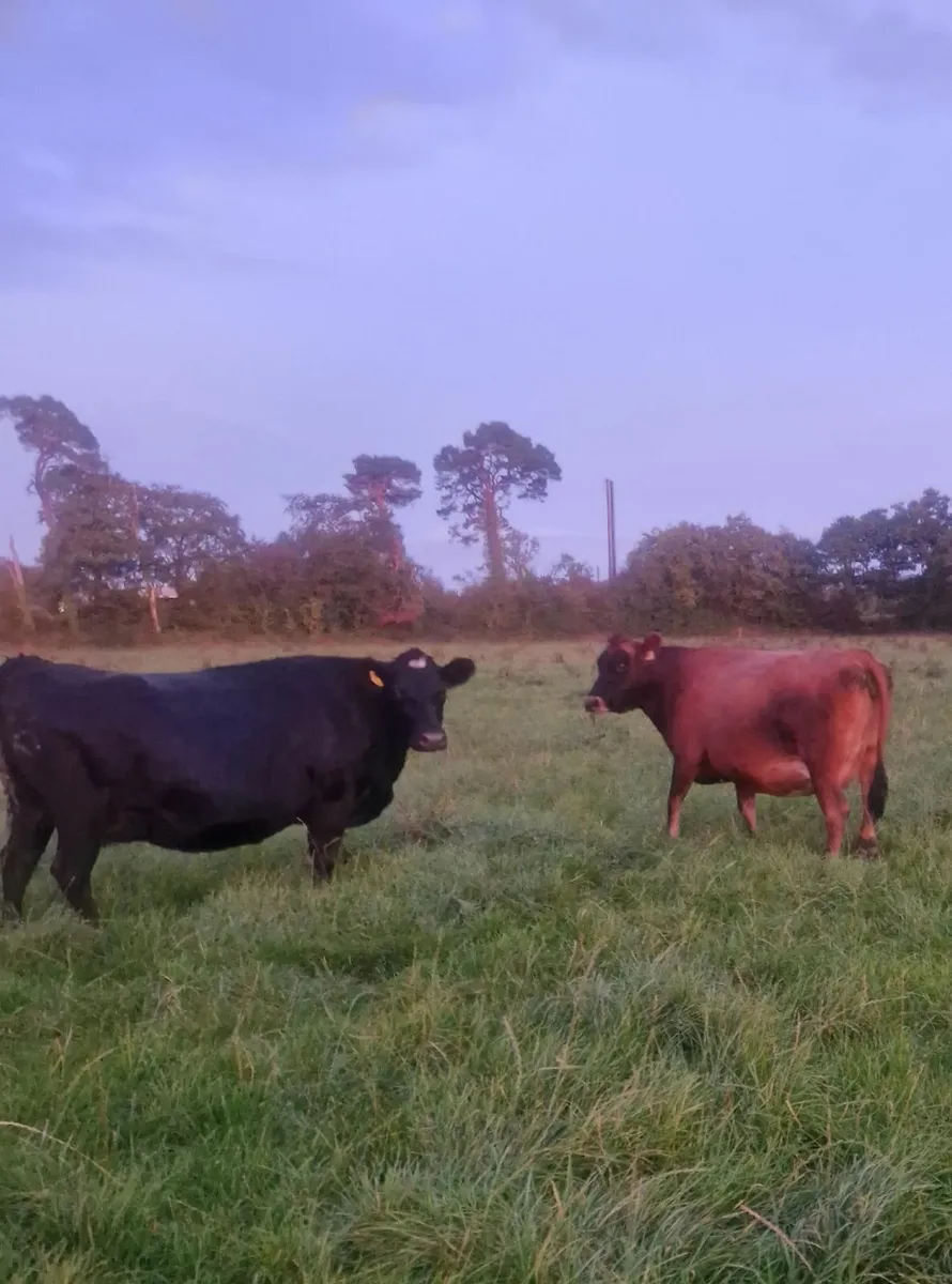 Milking cows - Image 2