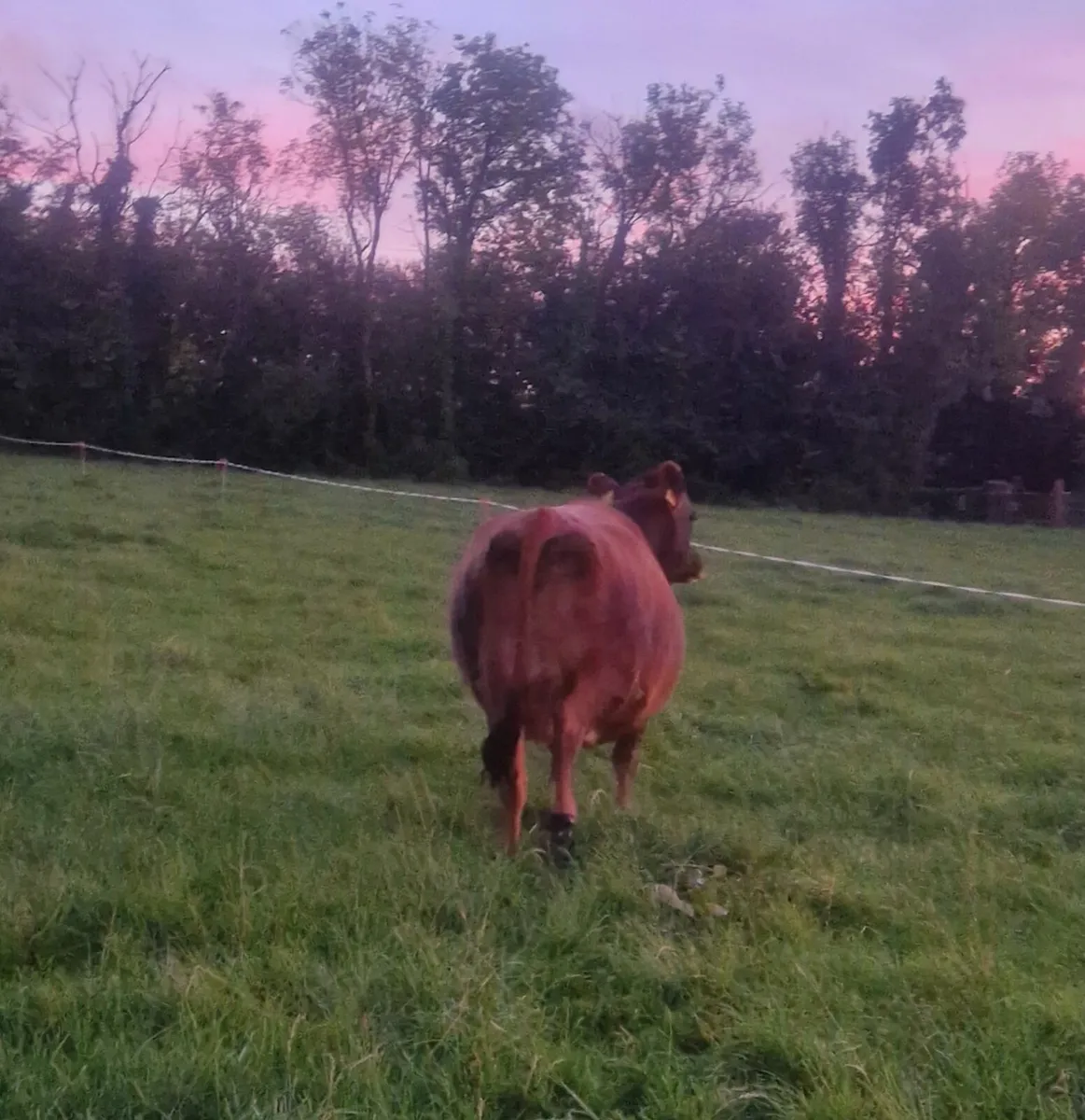 Milking cows - Image 3