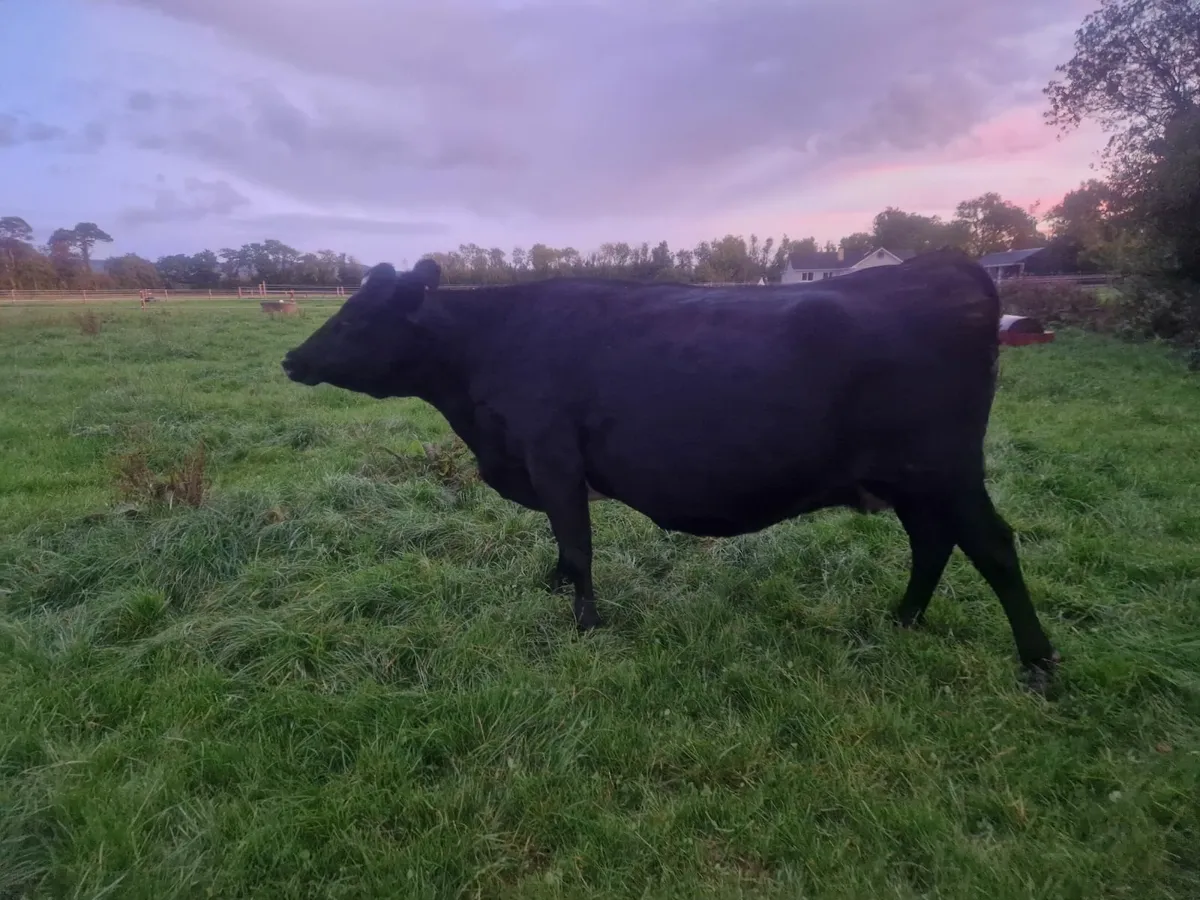 Milking cows - Image 4