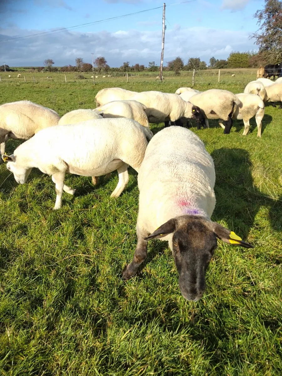 Hoggets for sale - Image 1