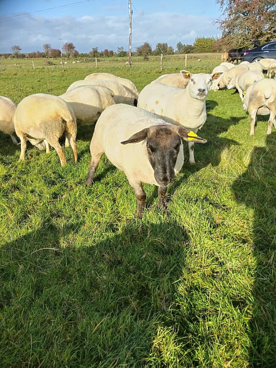 Hoggets for sale - Image 2