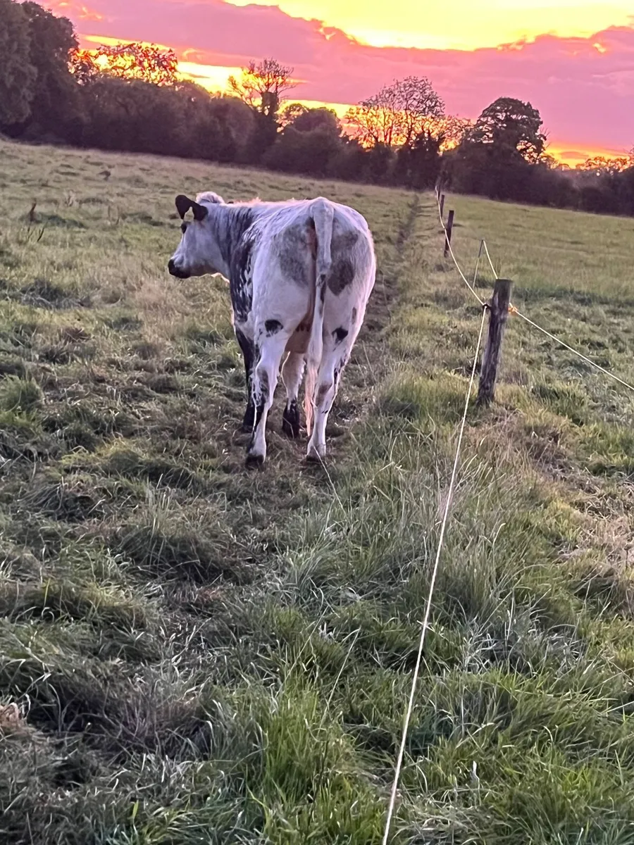 2 heifers for sale - Image 2