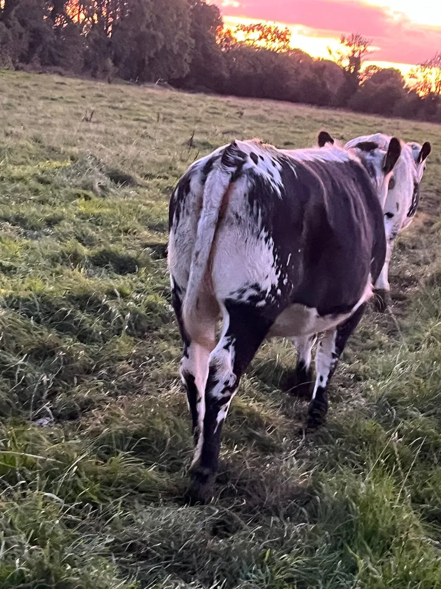 2 heifers for sale - Image 3