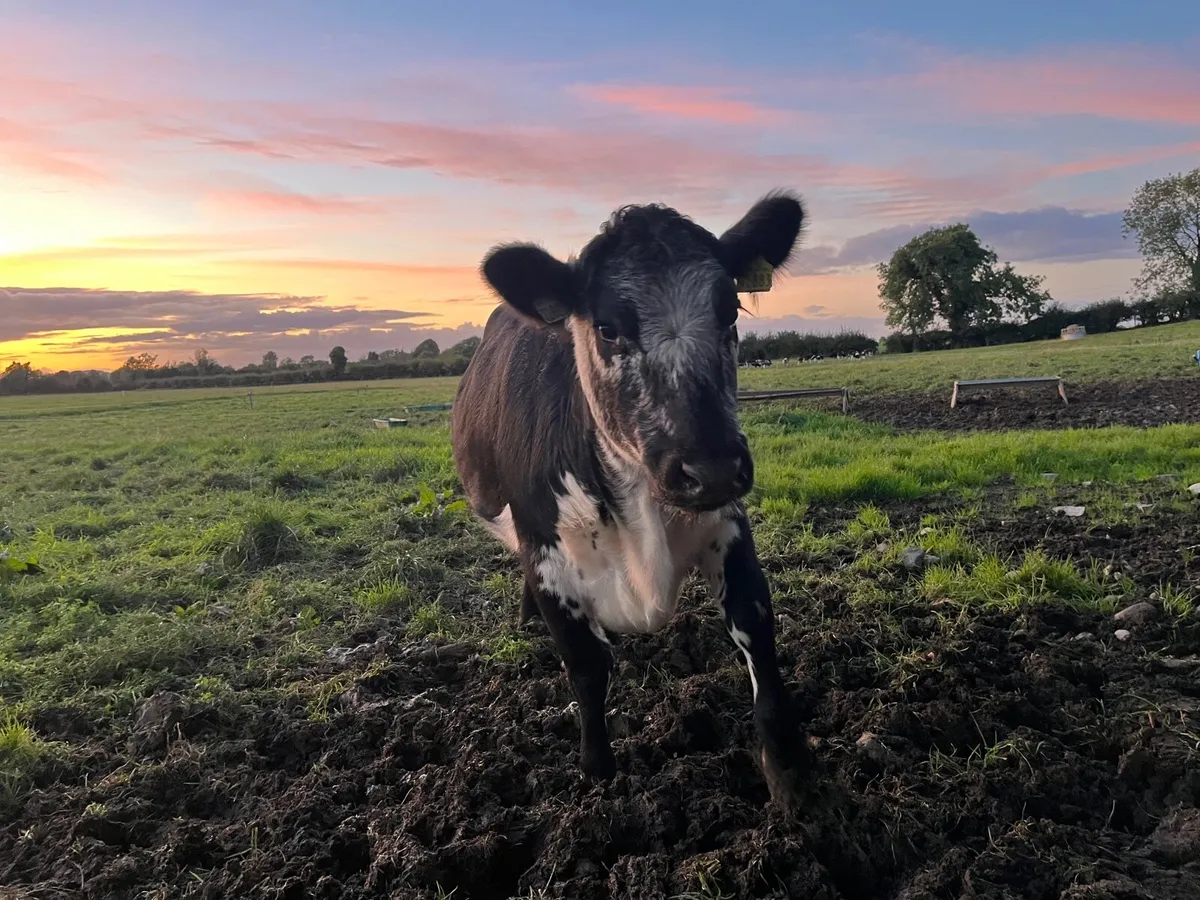 2 heifers for sale - Image 4