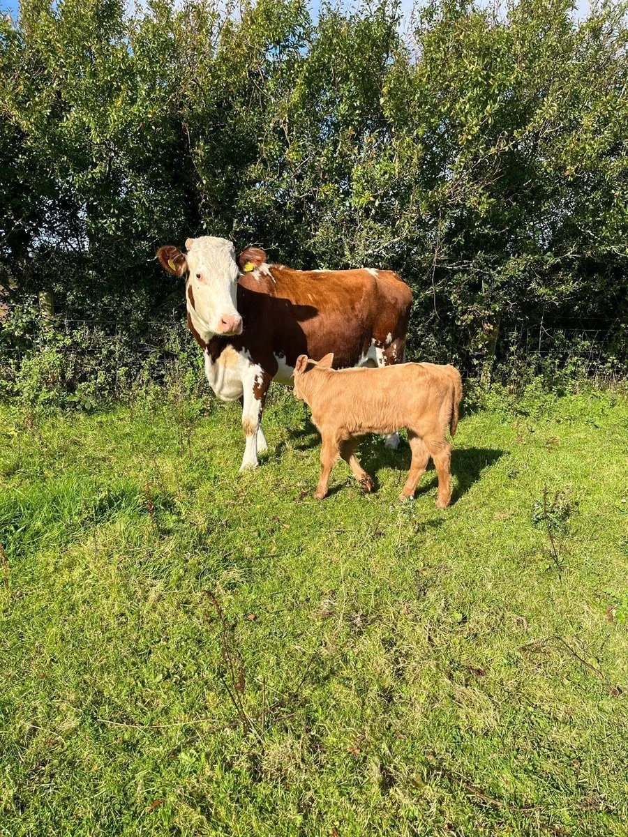 Cow and calf - Image 2