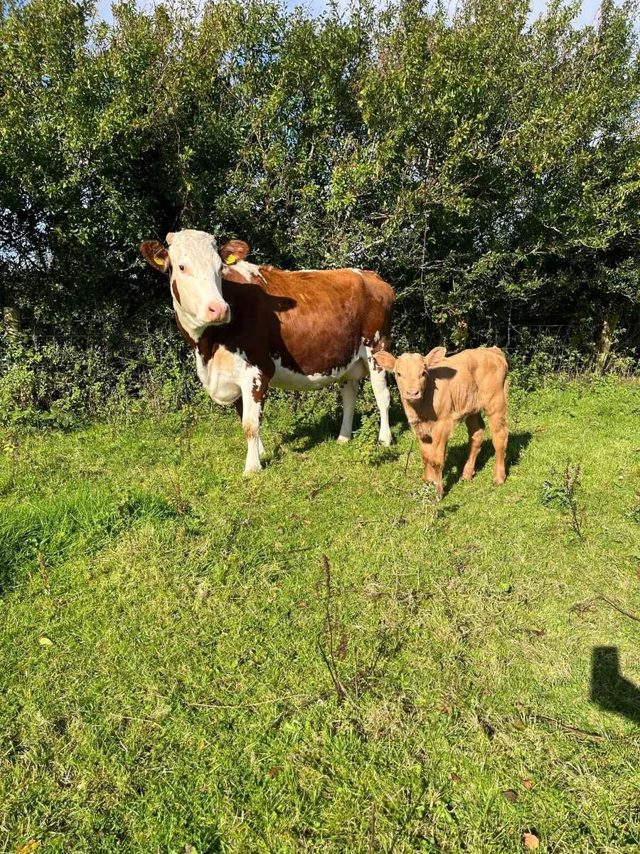 Cow and calf - Image 1