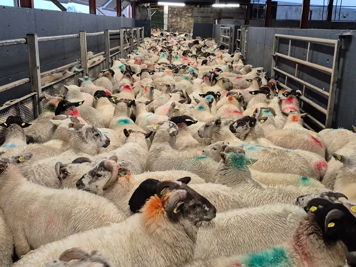 💥Store Lambs Available💥 - Image 3