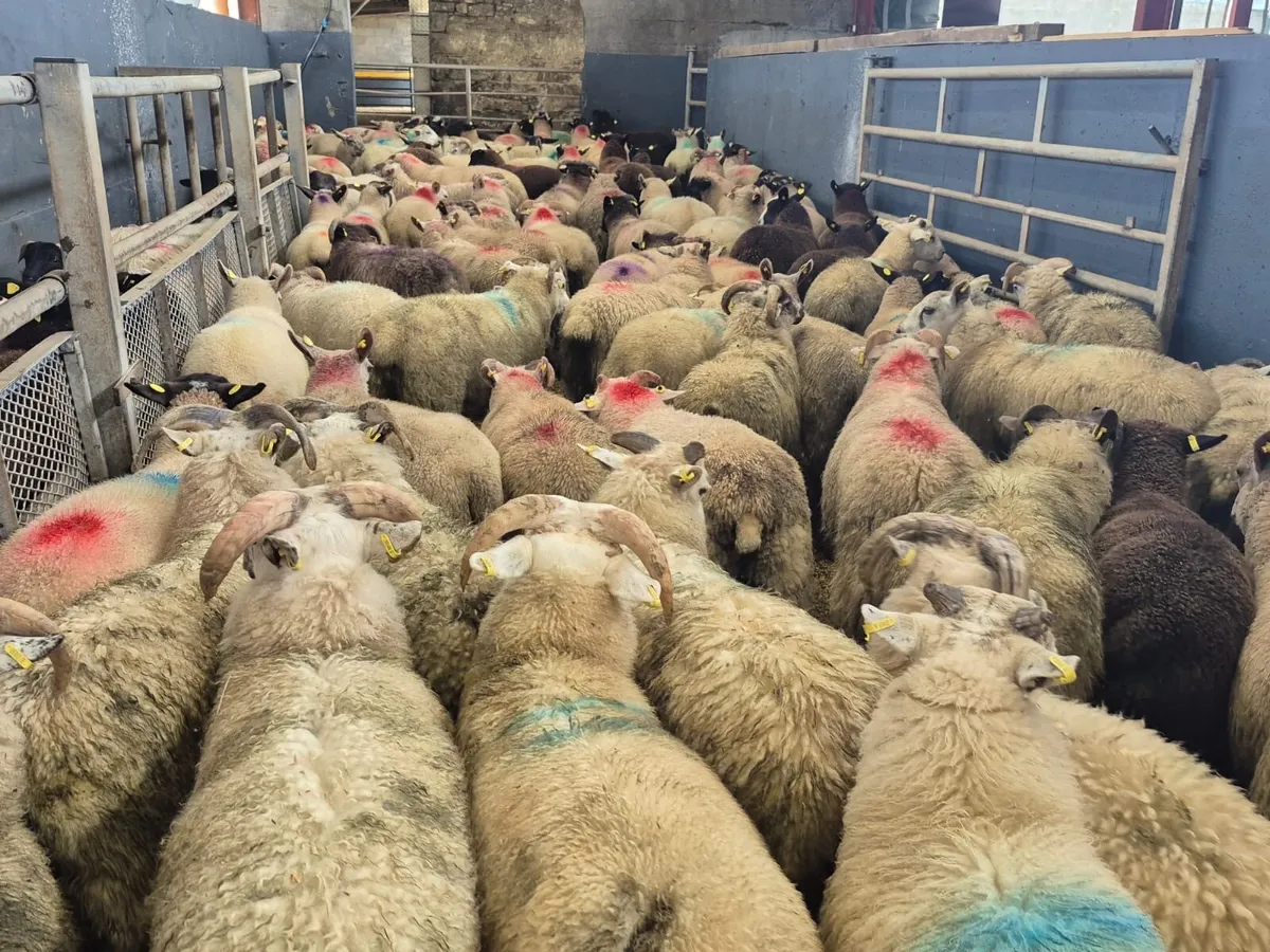 💥Store Lambs Available💥 - Image 2