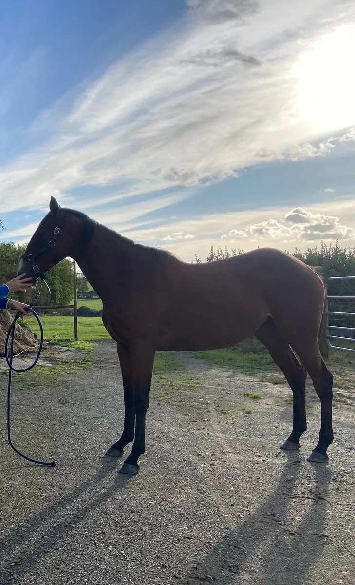 2 yr filly by Success Days - Image 1