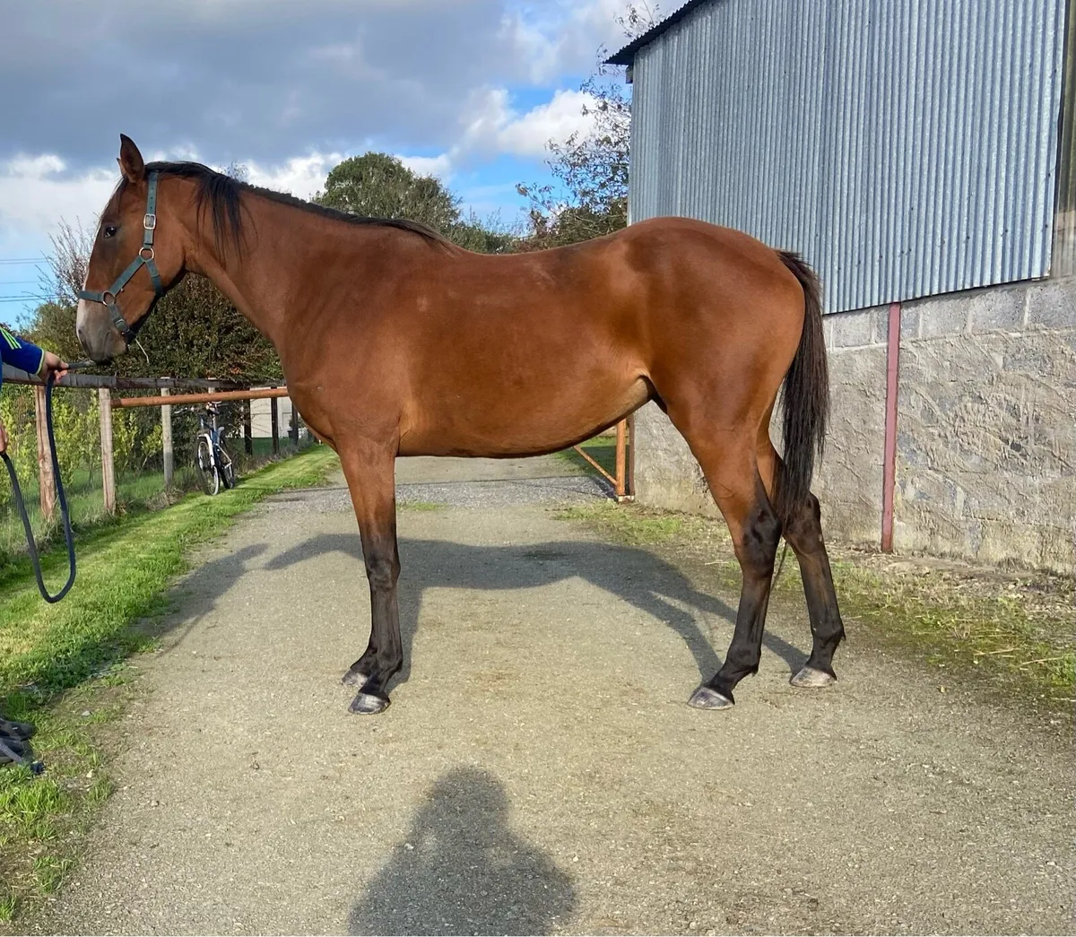 2 yr filly by Success Days - Image 2