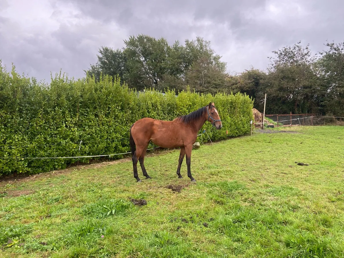 2 yr filly by Success Days - Image 3