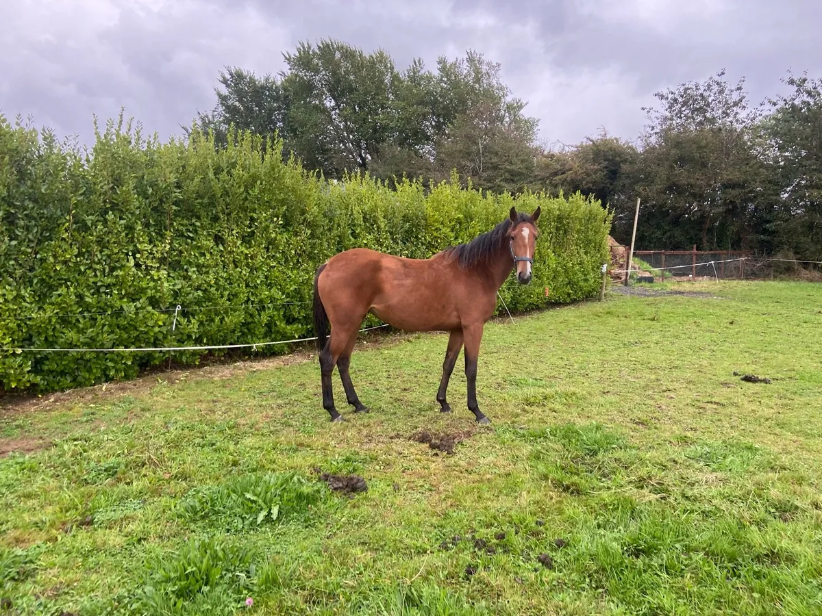 2 yr filly by Success Days - Image 4