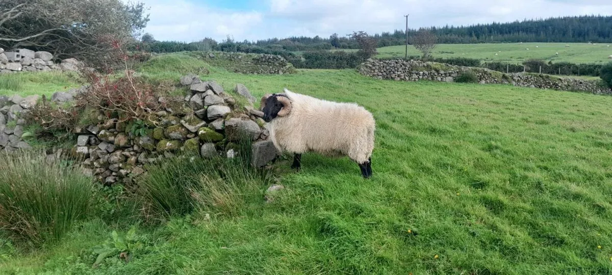 Mayo mountain rams - Image 2