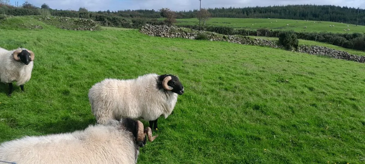 Mayo mountain rams - Image 3
