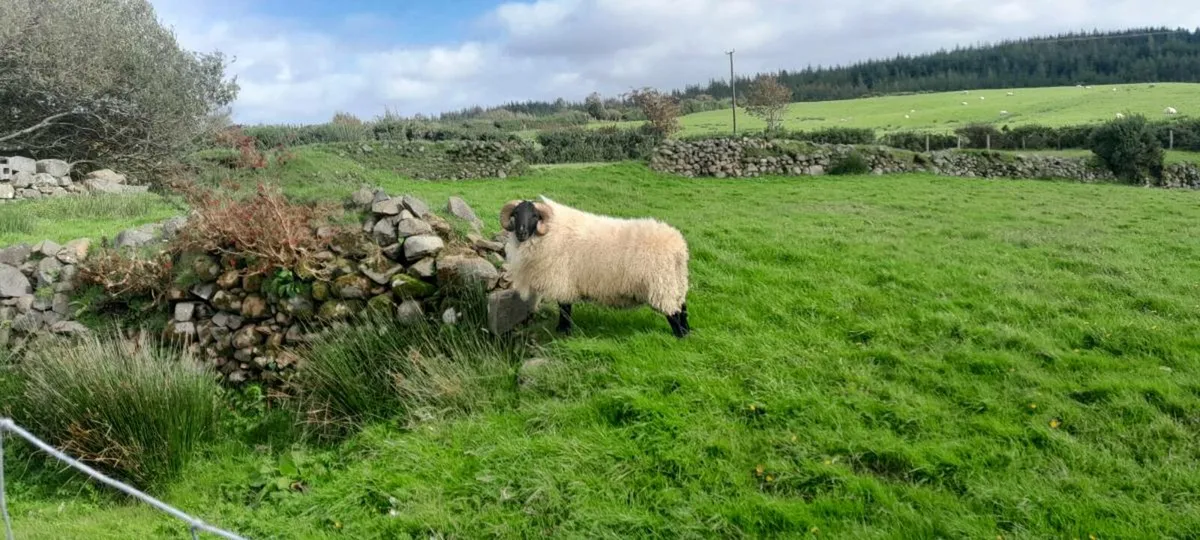 Mayo mountain rams - Image 1