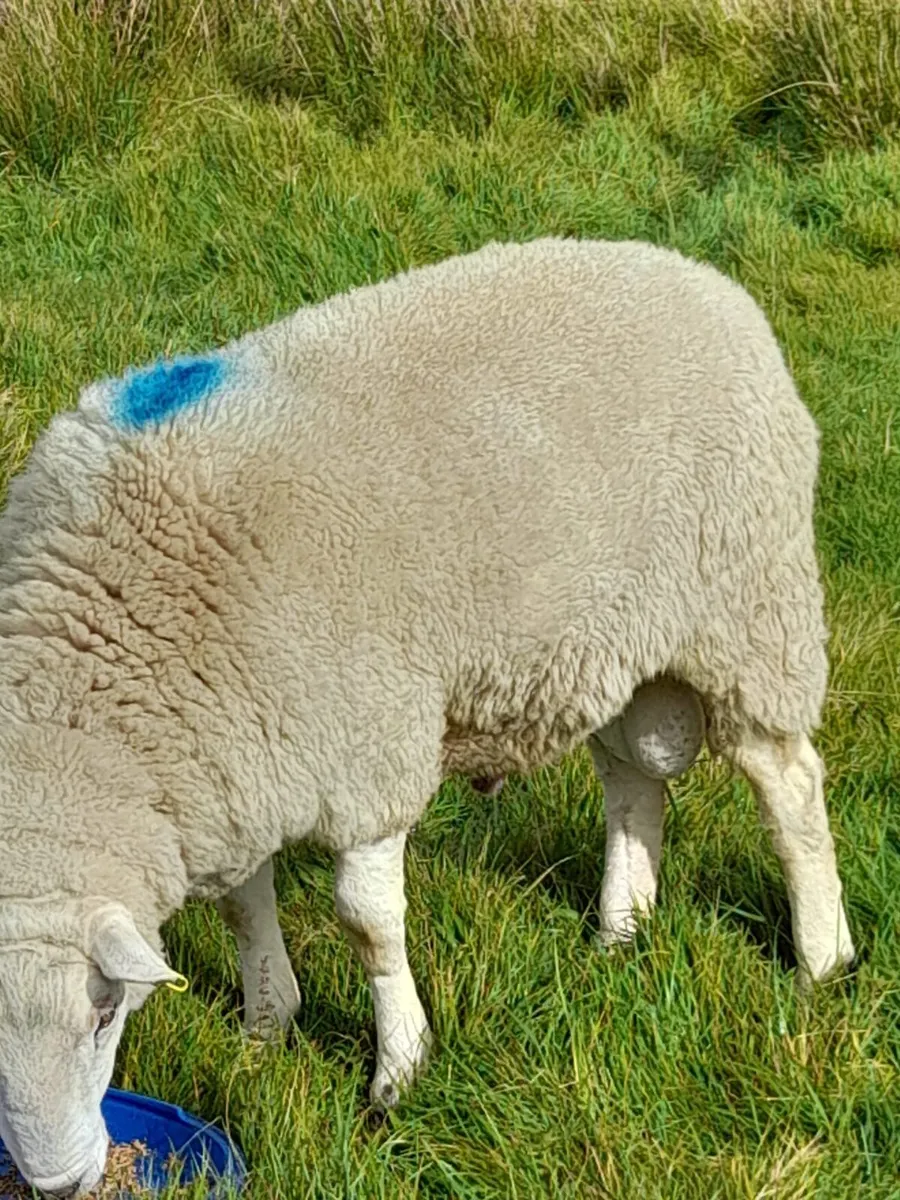 Ram - Image 1