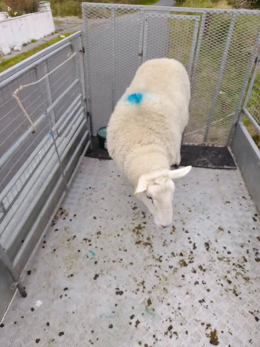 Ram - Image 2