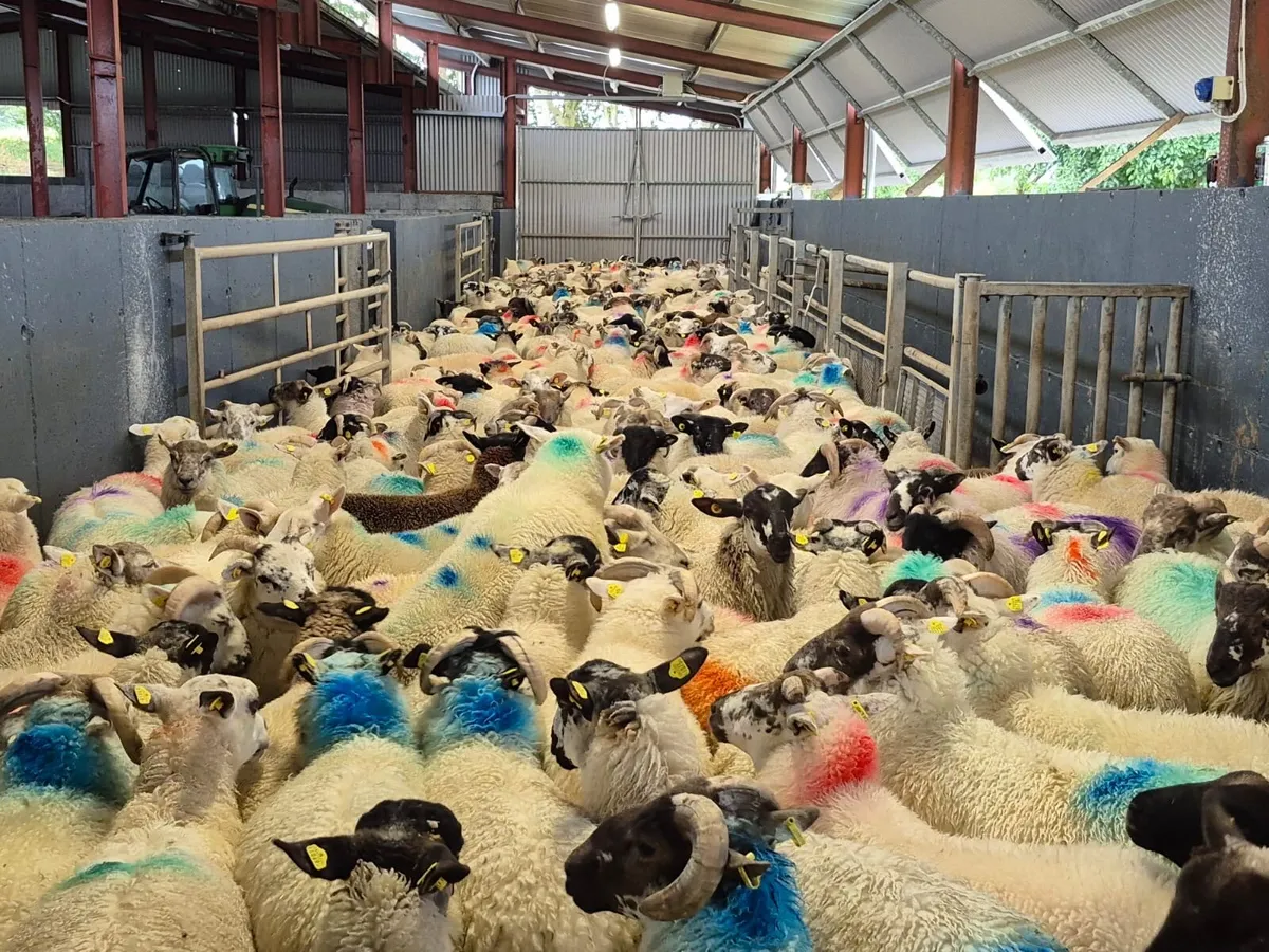 200 Store Ram Lambs 35kgs - Image 1