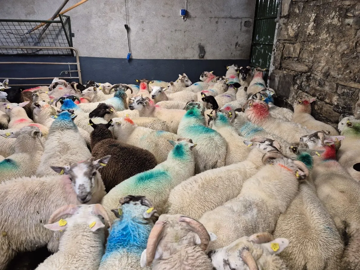 200 Store Ram Lambs 35kgs - Image 3