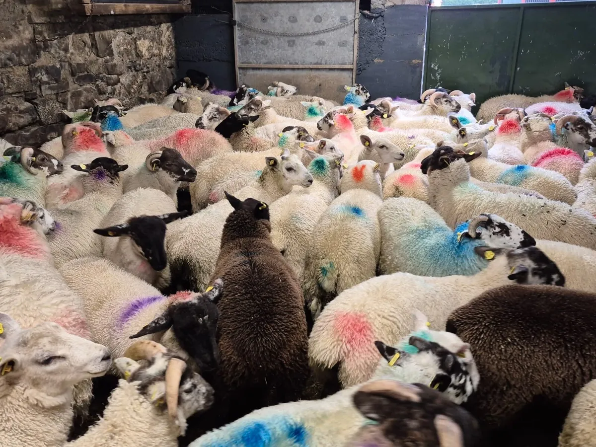 200 Store Ram Lambs 35kgs - Image 4