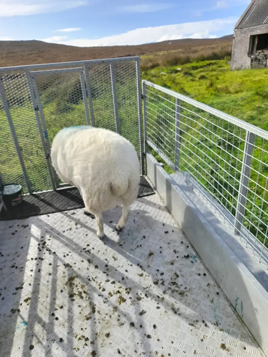 Ram - Image 3