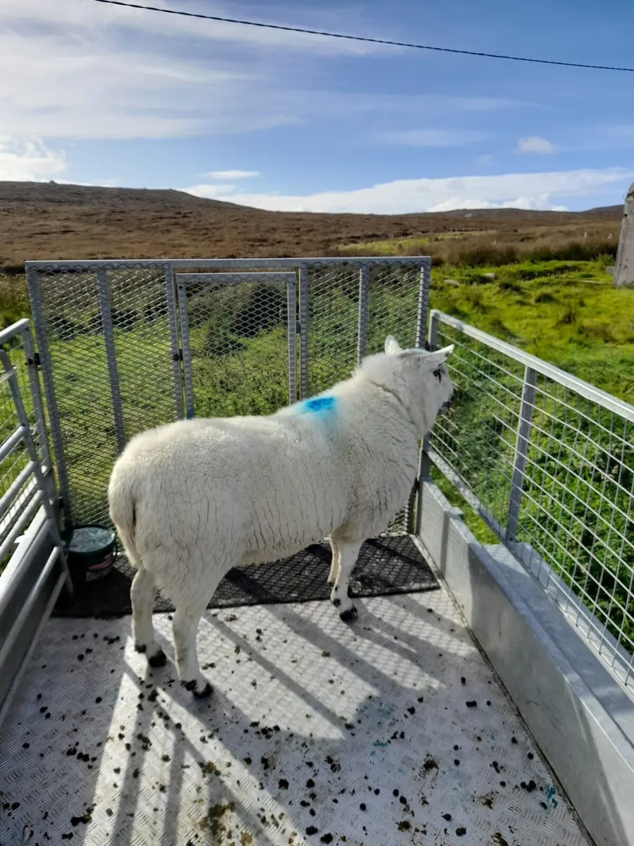 Ram - Image 1