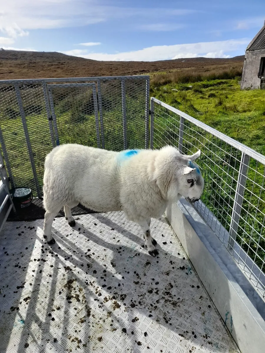 Ram - Image 4