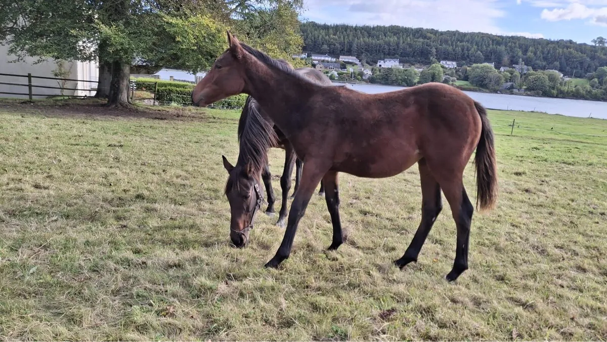 Filly foal by order of St George - Image 1