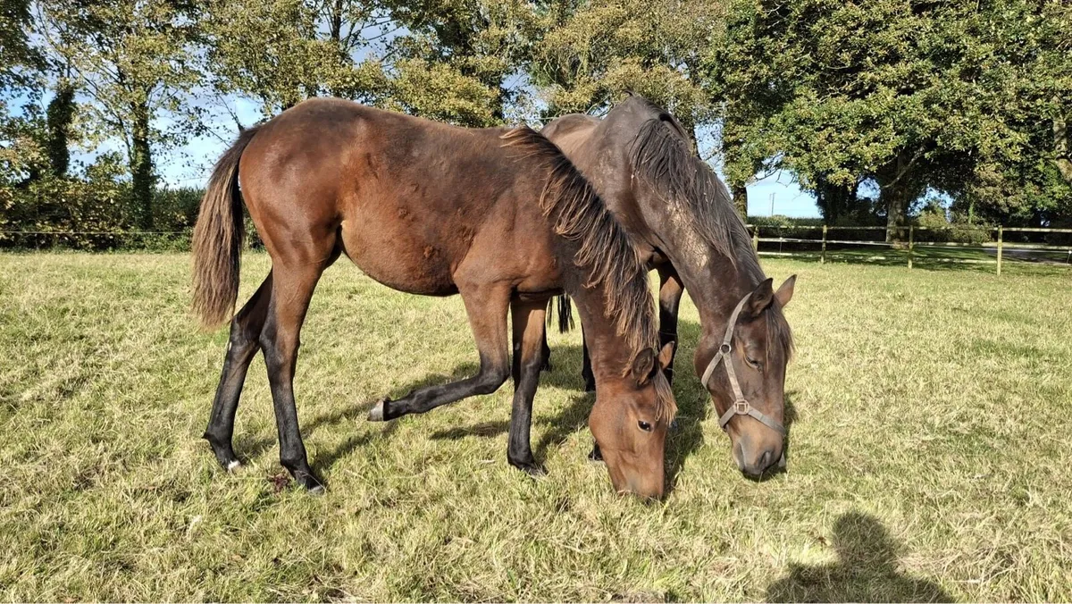 Filly foal by order of St George - Image 2