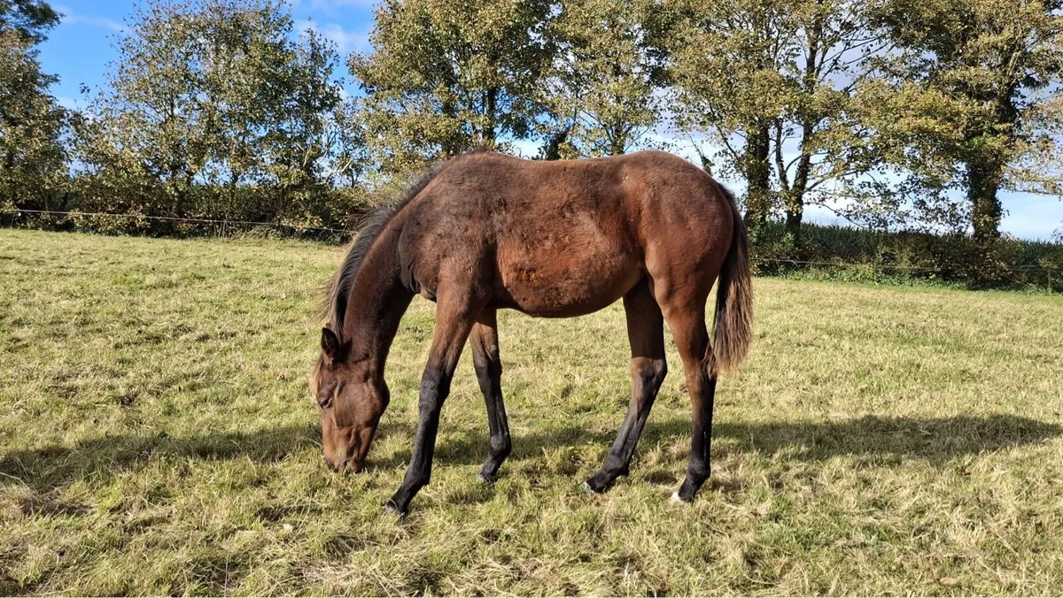 Filly foal by order of St George - Image 3